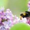 Wild About Wildlife Gardening Workshop