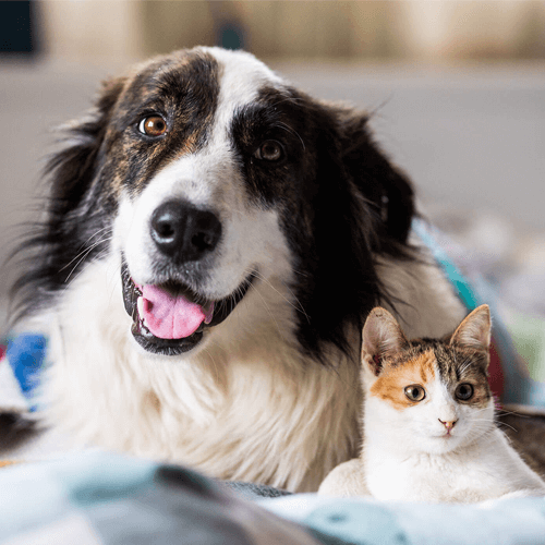 A dog and a cat sat together on a blanket
