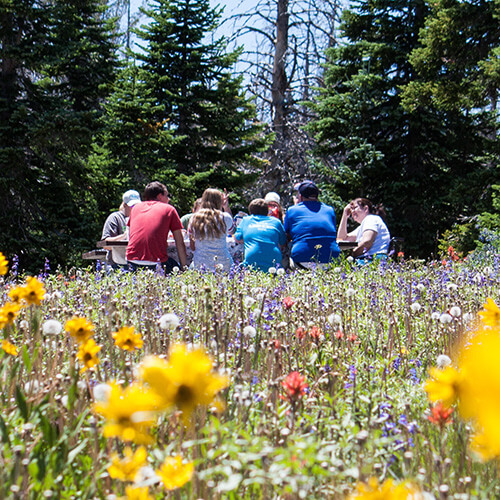 A group of people sat in a field of flowers