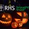 Heath Ave. Allotments Pumpkin Carving